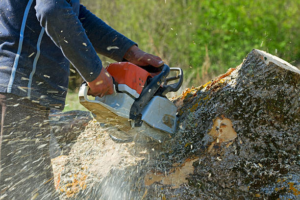 Best Commercial Tree Services  in Bay Village, OH